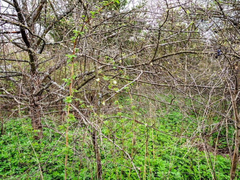 Underbrush Clearing detail